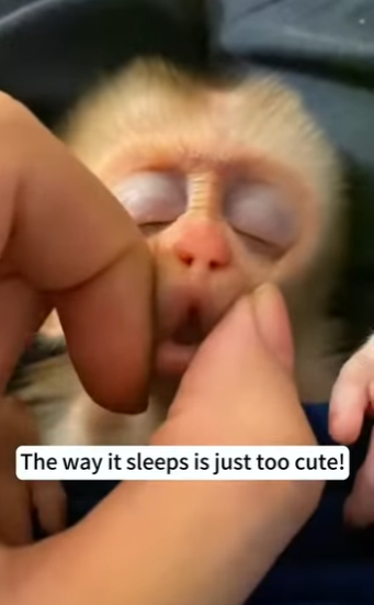 S2728009 Saved little monkey on rainy day, never expected it to grow (Part 2)