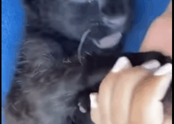 S2728003 found newborn little baby by roadside (Part 2)