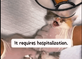 S2728012 found little kitten an injured eye brought it home (Part 2)