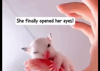 S2728007 raise it in place of its mother,and have been her mother ever sin (Part 2)