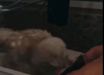 S2728005 Because often fed an owl,it became friends me (Part 2)