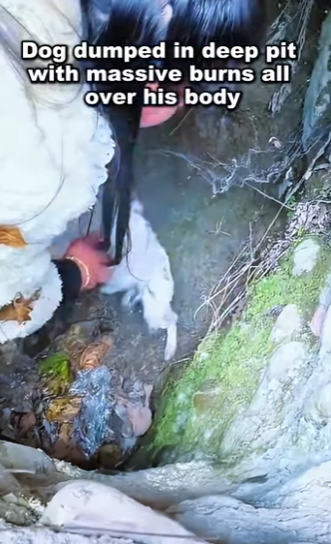 Dog dumped in deep pit with massive burn all over his body