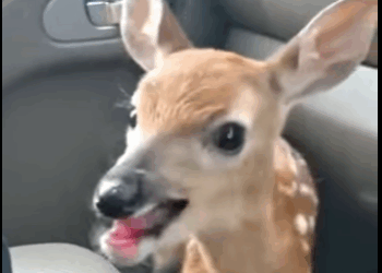 S2728004 We rescued fawn had been abandoned by its herd raised (Part 2)