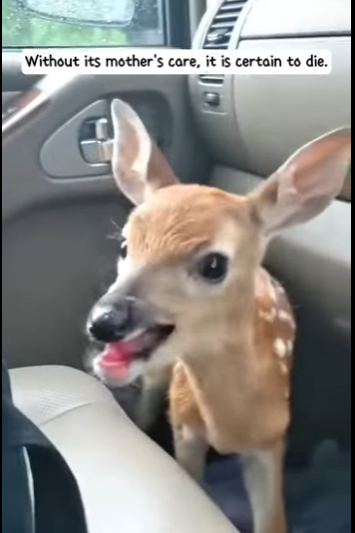 S2728004 We rescued fawn had been abandoned by its herd raised (Part 2)