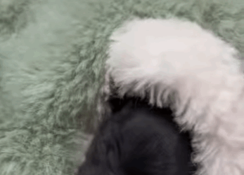 S2728006 little puppy found by roadside, still attached to its (Part 2)