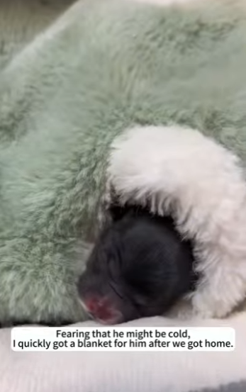 S2728006 little puppy found by roadside, still attached to its (Part 2)