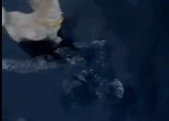 S2728010 is story of stray puppy its teddy bear (Part 2)