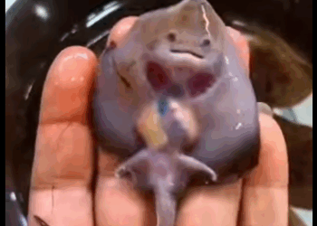 S2728008 Rescue mother ray (Part 2)