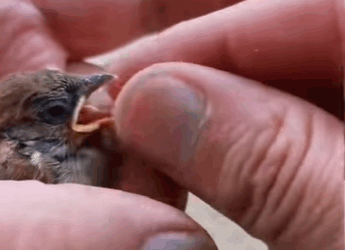 S2728002 saw sparrow nearly freezing to death in snow struggled (Part 2)