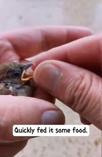 S2728002 saw sparrow nearly freezing to death in snow struggled (Part 2)