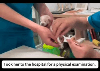 S2728011 picked up puppy on street,and named her Forresta,I hope she (Part 2)