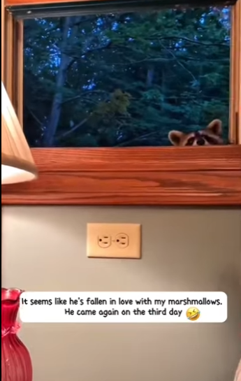 S2728001 rescued little raccoon trapped in trash bin, unexpectedly (Part 2)