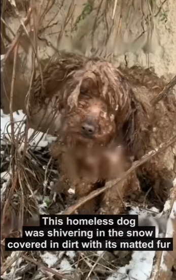 E2829011 As if two entirely different dogs (Part 2)