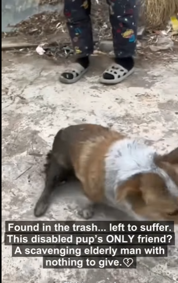 E2829007 Corgi stole our hearts (Part 2)