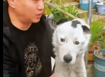 It is a loyal dog. Even if it is already sick, it still guards the family