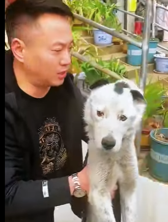 It is a loyal dog. Even if it is already sick, it still guards the family