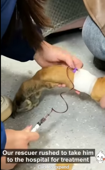 E2829010 senior dog final chapter will destroy you then rebuild your familly (Part 2)