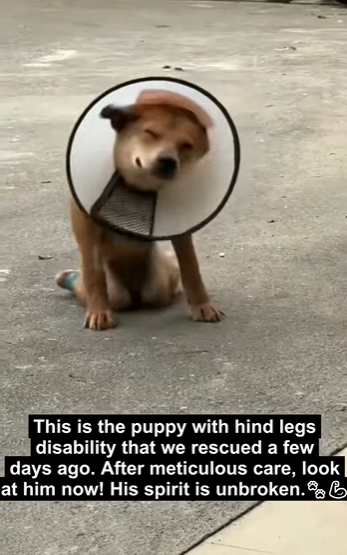 E2829008 Watch how disabled pup uses WILD HERBS to ease his pain (Part 2)