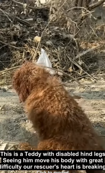 E2829005 Will be able to walk normally (Part 2)