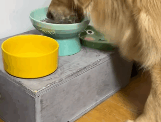 A2811004 Rescata al gatito (Parte 2)