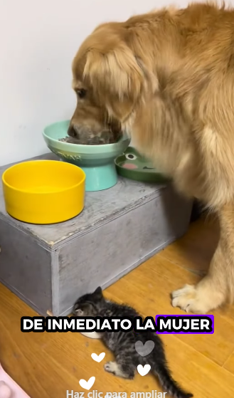 A2811004 Rescata al gatito (Parte 2)