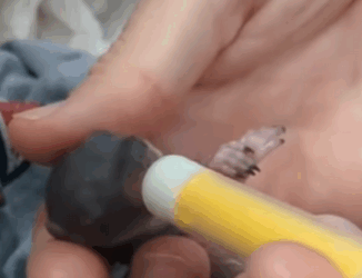 A2811005 Ardillas rescatadas (Parte 2)