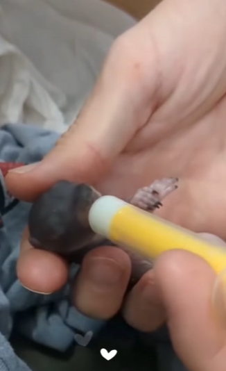 A2811005 Ardillas rescatadas (Parte 2)