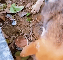 Saving animals isn’t charity — it’s humanity.