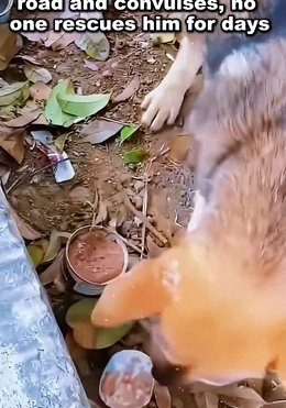 Saving animals isn’t charity — it’s humanity.