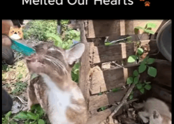 Angry to Adorable Her Transformation Melted Our Hearts