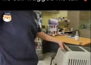 Found paralyzed freezing in ditch but he still wagged his tail (Part 2)