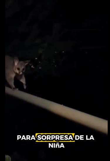 A2930002 Rescatar la zarigüeya (Parte 2)