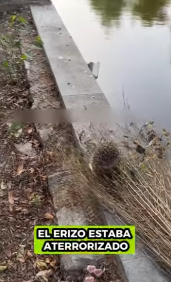 A2930011 Erizo de rescate (Parte 2)