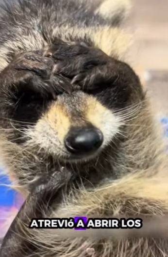 A2930012 Rescatar al mapache (Parte 2)