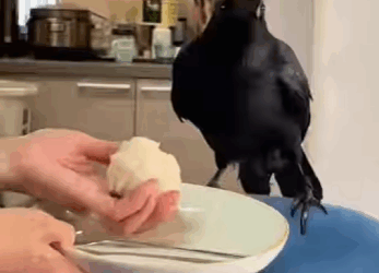 A2930007 Rescatar los cuervos (Parte 2)