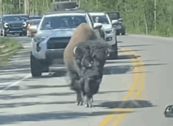 A2930009 Un bisonte pide ayuda su mejor amigo (Parte 2)