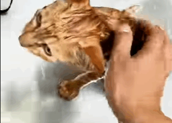 A2930005 Un hombre rescata un gatito de una tormenta (Parte 2)