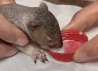 A2930003 Ardillas de rescate (Parte 2)