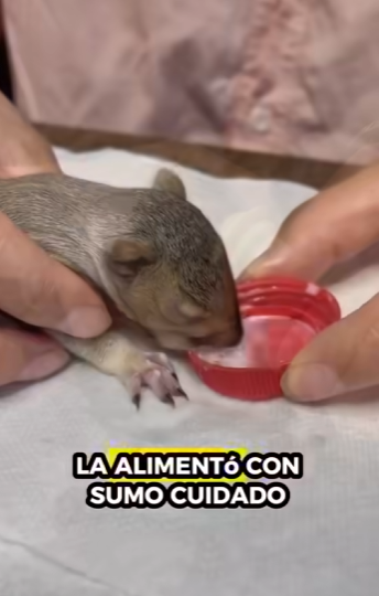 A2930003 Ardillas de rescate (Parte 2)