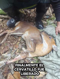 A2930006 Rescate de ciervos (Parte 2)