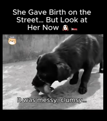 A2911011 She Gave Birth on Street But Look at Her Now