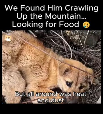 A2911006 We Found Him Crawling Up Mountain Looking Food