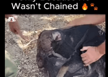 A2911007 He Survived Fire Only Because He Wasn Chained