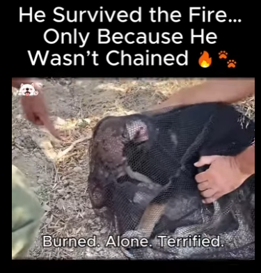 A2911007 He Survived Fire Only Because He Wasn Chained
