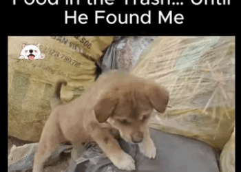 A2911009 He Was Searching Food in Trash Until He Found Me