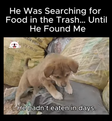 A2911009 He Was Searching Food in Trash Until He Found Me