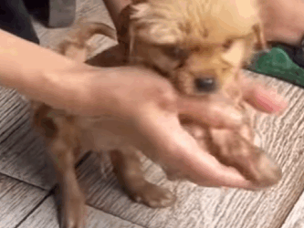 “Fui basura para ellos… pero un tesoro para quien me salvó” (Parte 2)