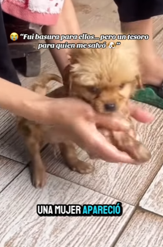 “Fui basura para ellos… pero un tesoro para quien me salvó” (Parte 2)