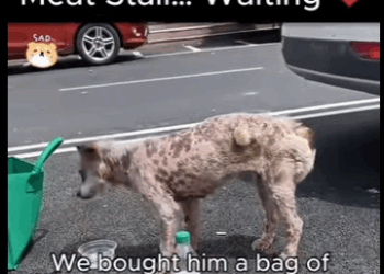 A2911004 He Just Stared at Meat Stall Waiting