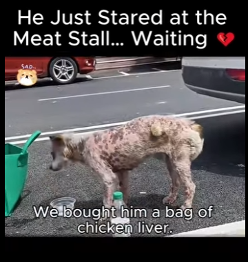 A2911004 He Just Stared at Meat Stall Waiting